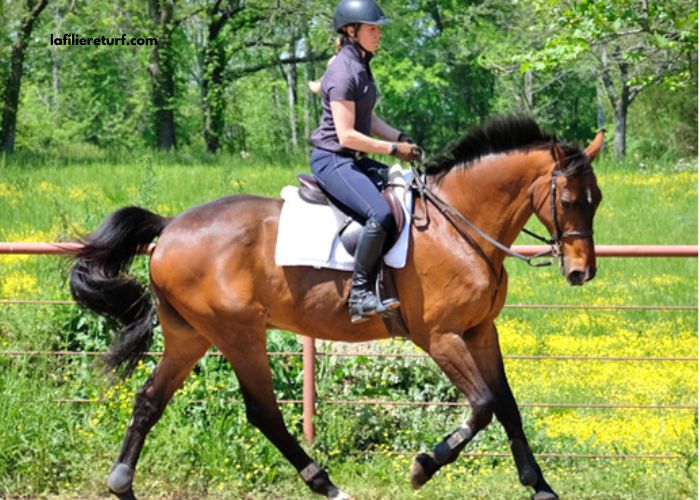 Le Duo Du Turf