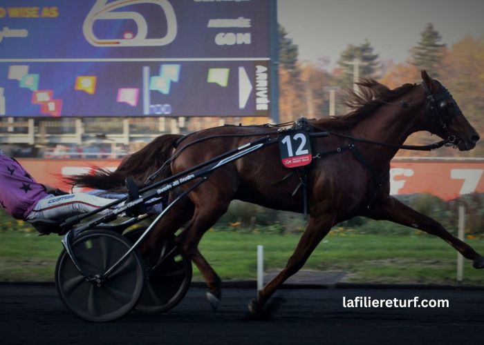 100/100 Ordre Turf